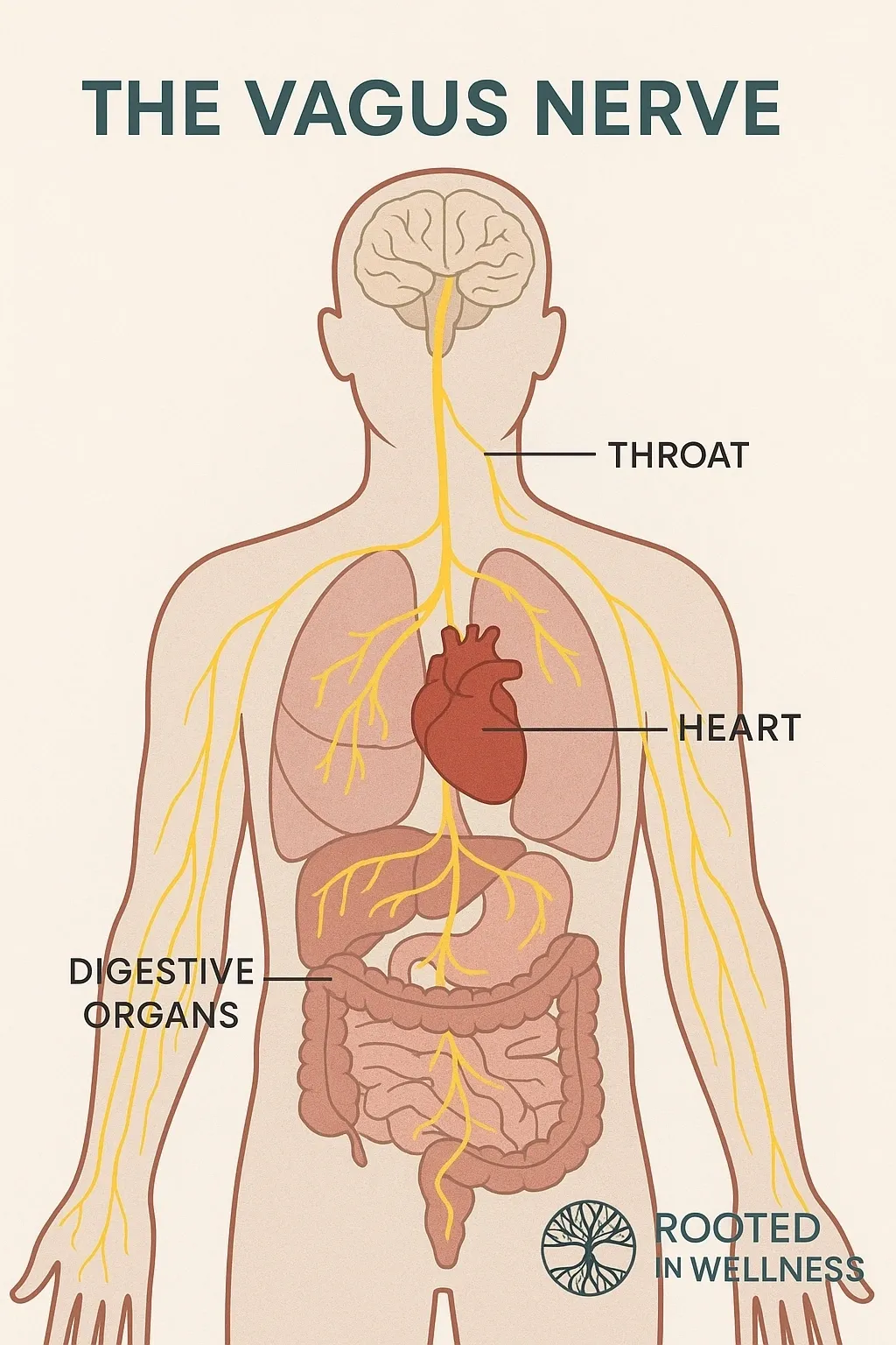 Human body showing vagus nerve path