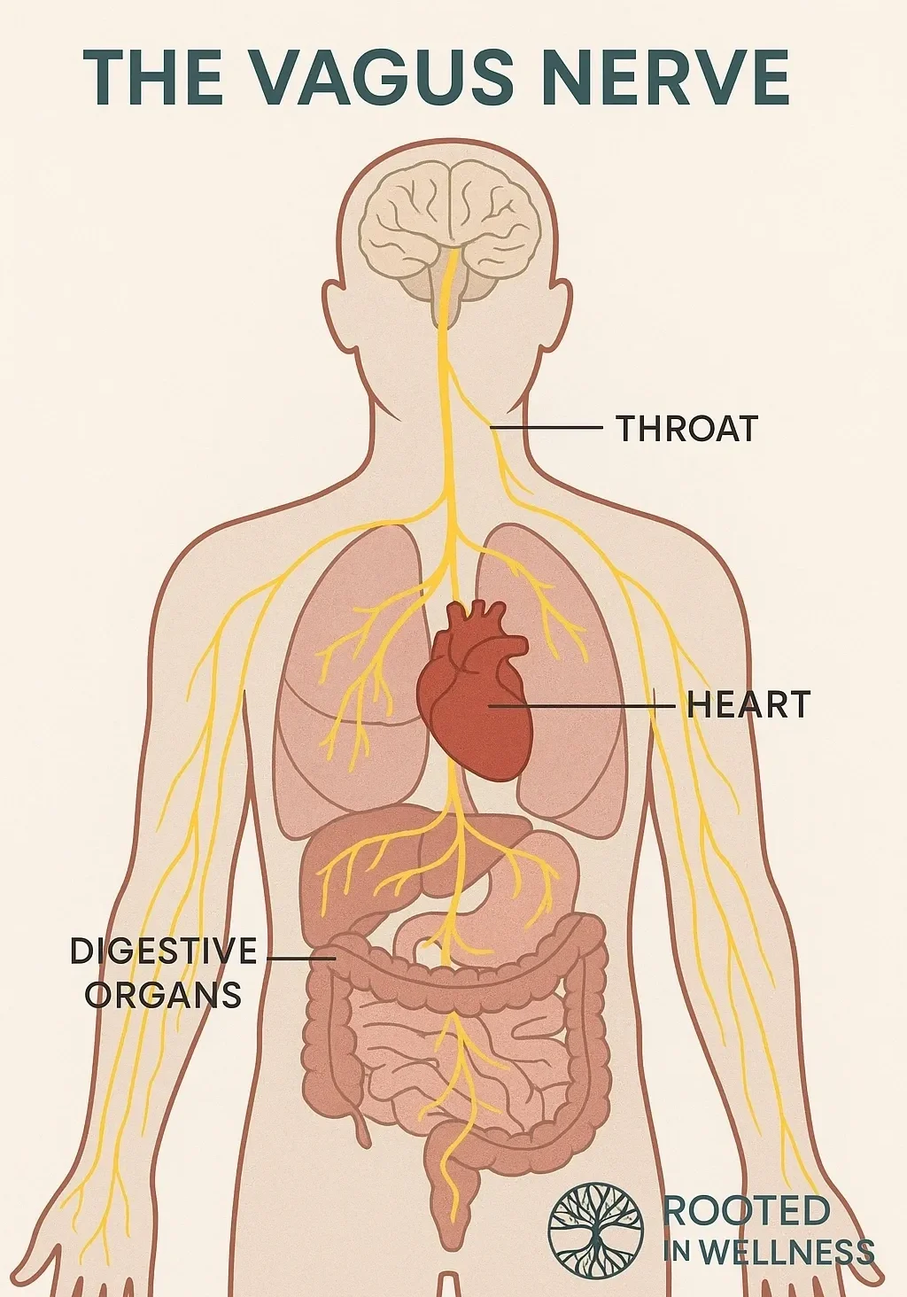 Human body showing vagus nerve path